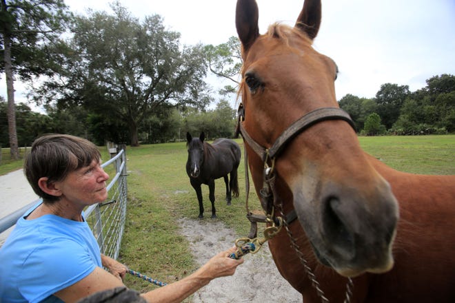 Cindy Merrick, a veterinarian for large animals, tends recently to one of her horses, named Jaws, on her property in Samsula.