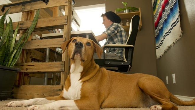 Kenya rests at the feet of Scott Grice, co-owner of Hey, Sweet Pea, as he works in his home office. Kenya is “chief executive paw-fficer” at the company.