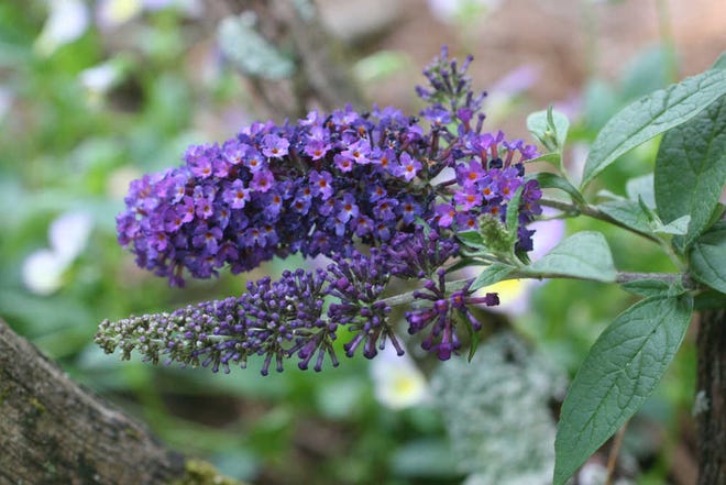 This undated photo shows a butterfly bush in New Market, Va. The butterfly bush is a pollinator-attracting, low-maintenance shrub that once established can tolerate weather extremes and gardener neglect. It is considered invasive in certain areas, though, so keep it from spreading by removing the spent flower heads before they can seed. (AP Photo/Dean Fosdick)