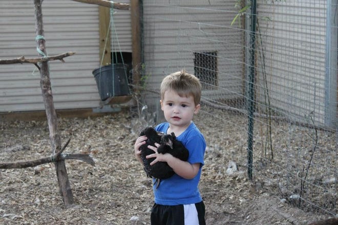 J.J. Hart, shown earlier this year, holds one of his chickens at his DeBary home. His parents say the chickens have provided therapy for his autism and they plan to fight a DeBary City Council decision Wednesday night to no longer allow backyard chickens.