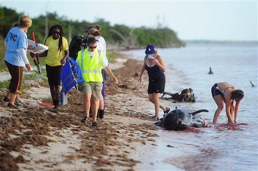 After conducting a necropsy volunteers and staff from NOAA, FWC, MMC wash bloodied hands in the Gulf of Mexico on a dead pilot whale Wednesday, Dec. 4, 2013 at Highland Beach in The Everglades of Florida. Six dead pilot whales were found earlier today in a remote part of the park, part of a pod of 51 whales facing an uncertain future. Four pilot whales have had to be euthanized. Federal biologists report that 46 pilot whales are alive and swimming free. (AP Photo/Naples Daily News, Corey Perrine)