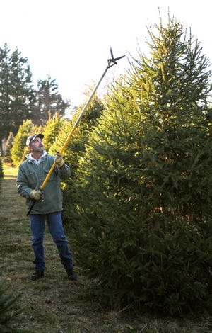 Tom Greeley, an assistant at the Black Pine Nursery on Route 206 in Tabernacle, uses pole scissor shears to trim a Norway Spruce Christmas tree in 2012.