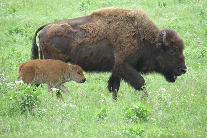 The bison herd at the Tallgrass Prairie National Preserve northwest of Strong City has grown from 13 to 23 since 2009, when the animals were reintroduced to the preserve.