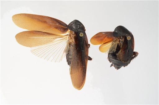 In this Jan. 9, 2013 photo provided by the University of Florida, both male, left, and female Periplaneta japonica are shown. The Periplaneta japonica is a new strain of cockroach possessing powers to withstand harsh winter cold. The species has never been seen before in the United States, but has invaded New York City.
