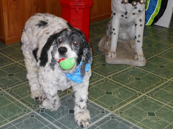 Mr. Max walks around with a ball in his mouth at the Velvet Dog in Herkimer after getting a groom on Monday. Mr. Max was the winner for The Telegram’s 2014 Pet Calendar contest. TELEGRAM PHOTO/STEPHANIE SORRELL-WHITE