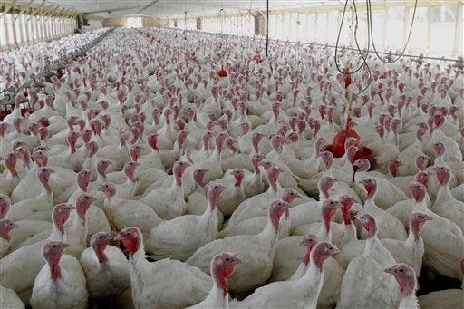 This April 11, 2012 file photo shows turkeys raised without the use of antibiotics at David Martin's farm, in Lebanon, Pa. Citing a potential threat to public health, the Food and Drug Administration moved Wednesday toward phasing out the use of some antibiotics in animals processed for meat.