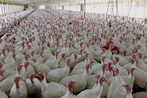 FILE - This April 11, 2012 file photo shows turkeys raised without the use of antibiotics at David Martin's farm, in Lebanon, Pa. Citing a potential threat to public health, the Food and Drug Administration moved Wednesday toward phasing out the use of some antibiotics in animals processed for meat.
