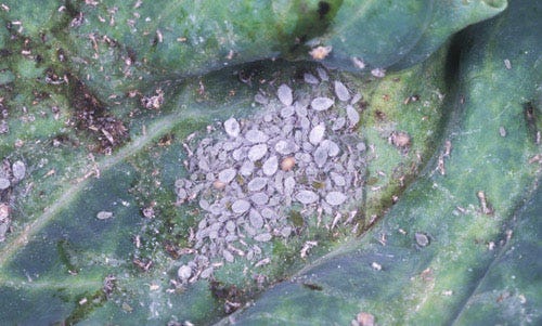 Cabbage aphids have a grayish-green waxy coating that makes them look gray and crumbly.