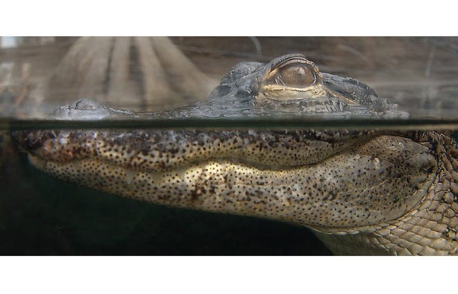 An alligator floats in the tank at the North Carolina Aquarium at Fort Fisher in this file photo. Admission prices at the state aquariums, including the one at Pine Knoll Shores, are expected to be increased by March 1.