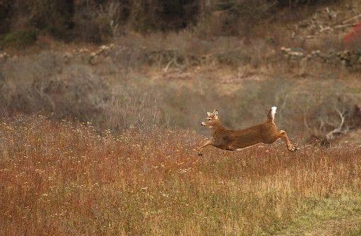 Block Island's deer population has grown considerably since the state originally introduced four deer there in 1967.