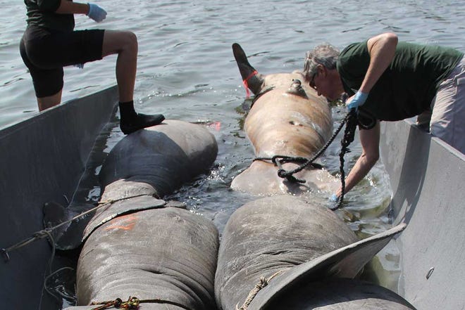 Dead manatees are loaded into a hauler after a flurry of deaths in the Indian River Lagoon last spring. The spike in manatee deaths in the lagoon system has scientists searching for answers.