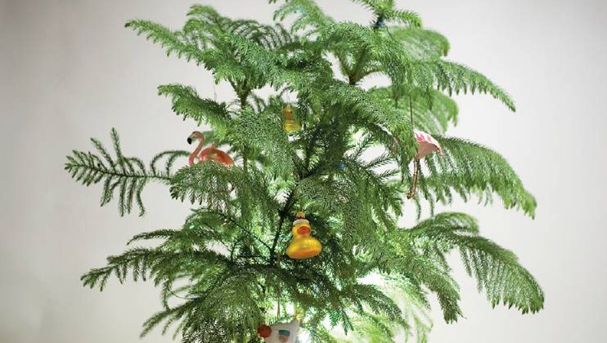 Norfolk Island Pines Can Make Excellent Christmas Trees Norfolk Island Pines Can Make Excellent Christmas Trees