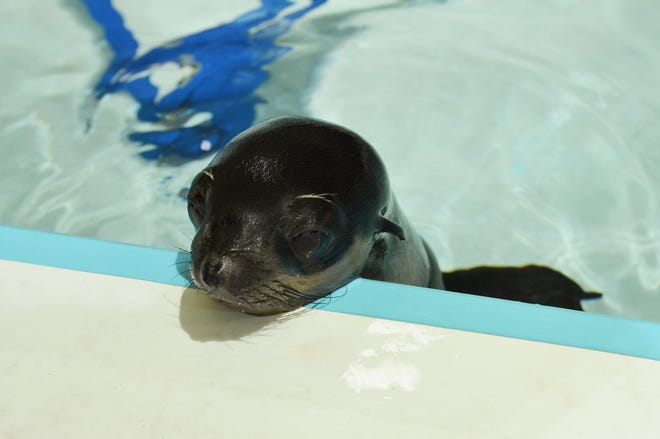 A rescued northern fur seal pup at the New England Aquarium’s animal care center in Quincy.