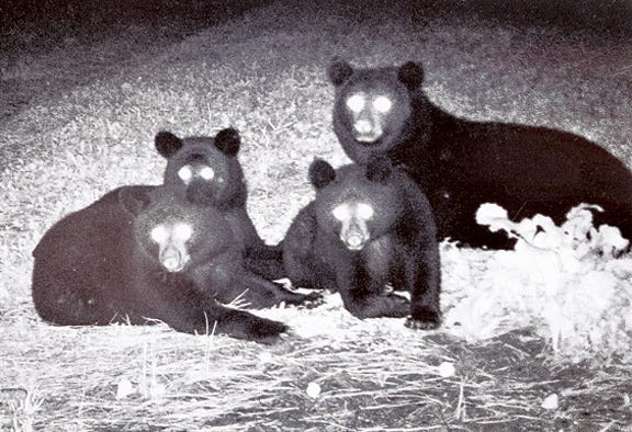 A bear and her cubs were captured by Carl T. Smith’s trail camera on his farm near the Lenoir-Craven county line in early December.