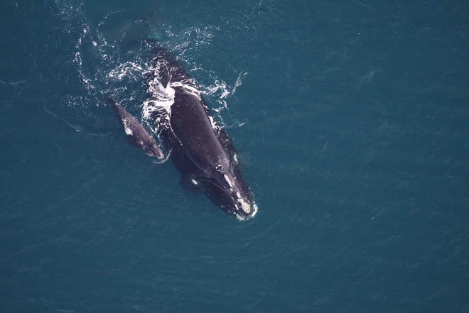 Photo by Sea to Shore Alliance under NOAA permit #15488Naevus, a 24-year-old female right whale, swims with her newborn calf 20 miles east of Sapelo Island on Friday.