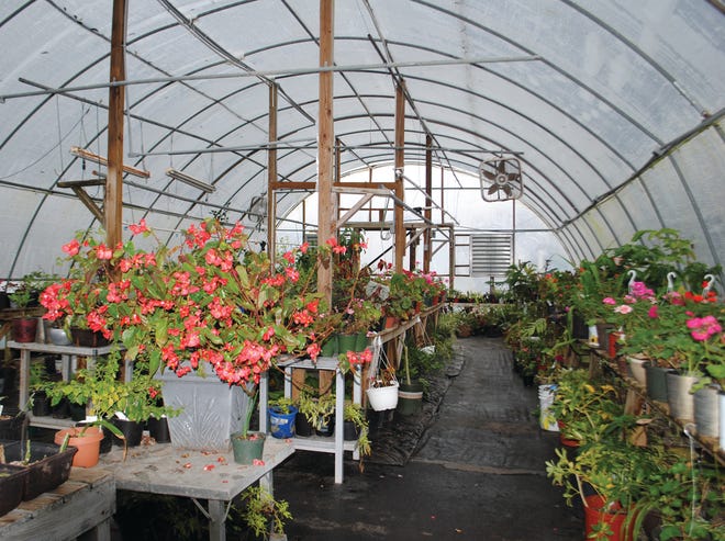CAROL LINK | SPECIAL TO THE TIMES
Etowah County Master Gardener greenhouses are filling quickly with plants of all descriptions.