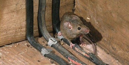 A house mouse gnaws electric wires.