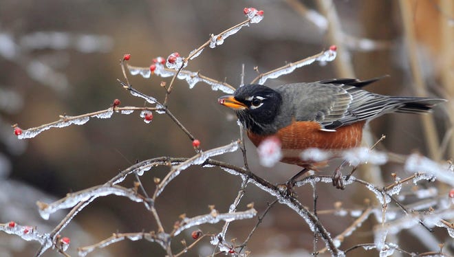 An American robin feeds on ice-covered honeysuckle berries along the Interurban Trail Sunday.
