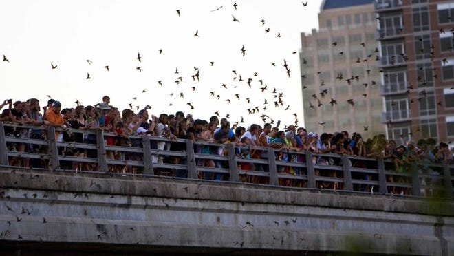 The flight of millions of Mexican free-tailed bats from under the Congress Avenue Bridge is an attraction for tourists and area residents. The colony has a high percentage of male bats and could be affected if the female-rich population in the Bracken Cave Preserve in Comal County is depleted.