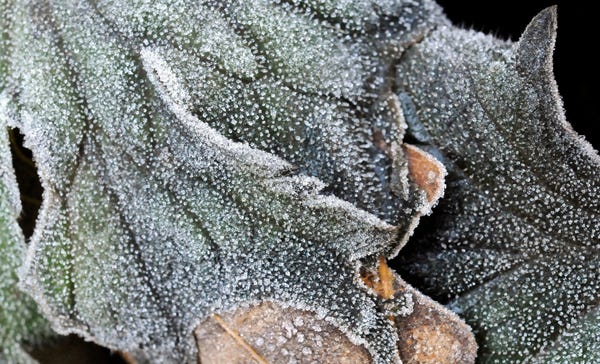 HARWICH - Frost clings to leaves in a Harwich yard.