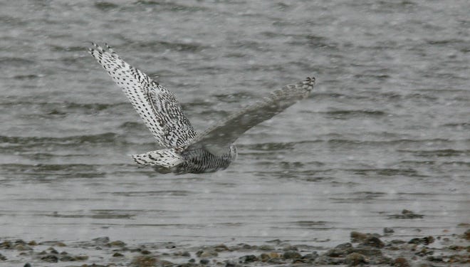 A newly released snowy owl at Duxbury Beach on Sunday, Dec. 15, 2013. Blue Hills Trailside Museum Director Norm Smith has caught and tagged more than two dozen owls this year.