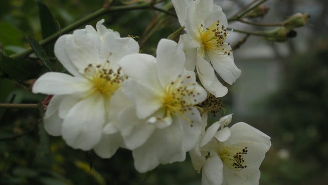 The heavily-scented Darlow’s Enigma has single white flowers and prominent yellow stamens.