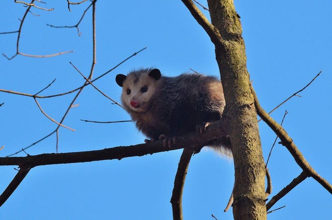 A possum stares from a tree.