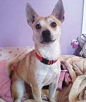 Submitted photo Rusty, a 20-pound Shiba Inu mix, went missing on Dec. 26 around 4 p.m.