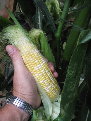 In this Aug. 27, 2013 photo, these ears of sweet-tasting, bi-color corn were grown from seed in containers inside a hobby greenhouse near Langley, Wash. The Burpee's "On Deck" corn matured in a little more than two months. (AP Photo/Dean Fosdick)
