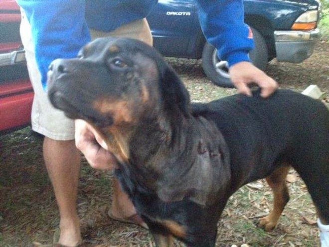 Lady, the 4-year-old Rottweiller shot by a Holly Hill officer on Dec. 27, 2013, is home recovering after her wounds were stitched. She still has a bullet fragment in her neck despite the surgery. 
(PATRICIO G. BALONA | HALIFAX MEDIA SERVICES)