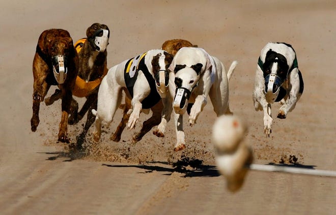 Greyhounds go airborne as they make their way down the raceway at the Sarasota Kennel Club. 
(CHIP LITHERLAND | SARASOTA HERALD-TRIBUNE (2009))