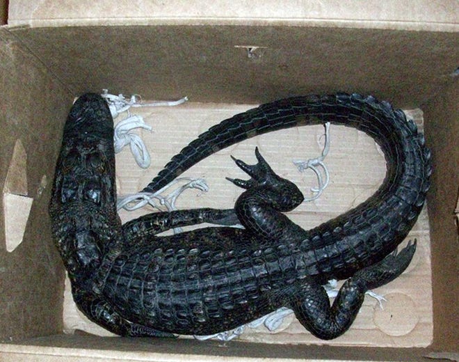A 4-foot alligator a Miami man tried to exchange for a 12-pack of beer. The man was arrested and the alligator released. This and other weird human and animal behavior are among the odd news stories Florida had in 2013.