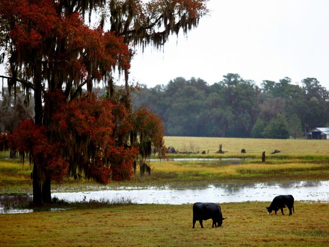 Cows graze near a pond on a dreary day as temperatures drop in McIntosh on Friday.