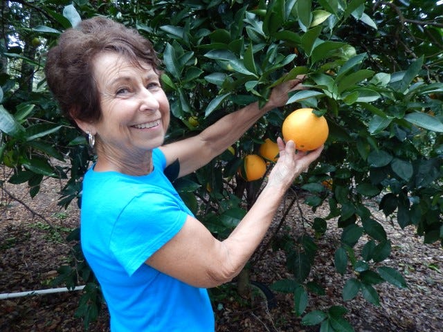 Peggy Deboever thinks this will be a good start for her orange marmalade.