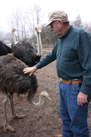 The birds at Oakridge Farm aren’t exactly pets — especially since they can grow to more than 8 feet tall and can weigh 400 pounds or more — but C.W. Horsley shares a moment with one of the animals.