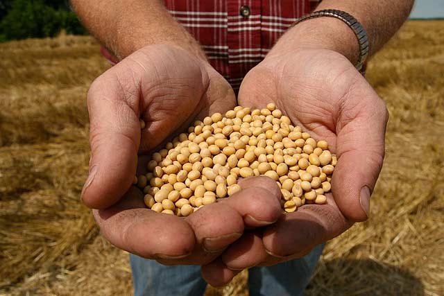 A farmer holds Monsanto's herbicide-resistant soybean seeds at a farm in Bunceton, Mo.