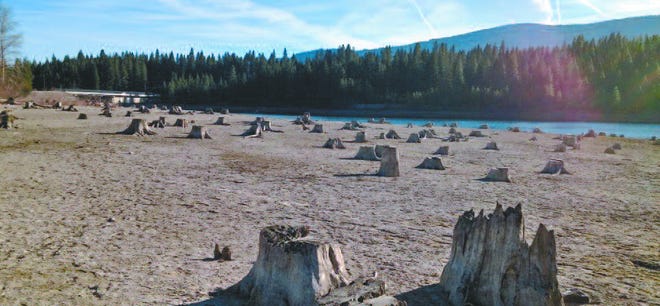 Lake Siskiyou's extended shores are studded with stumps as the lake's water level nears a record low.