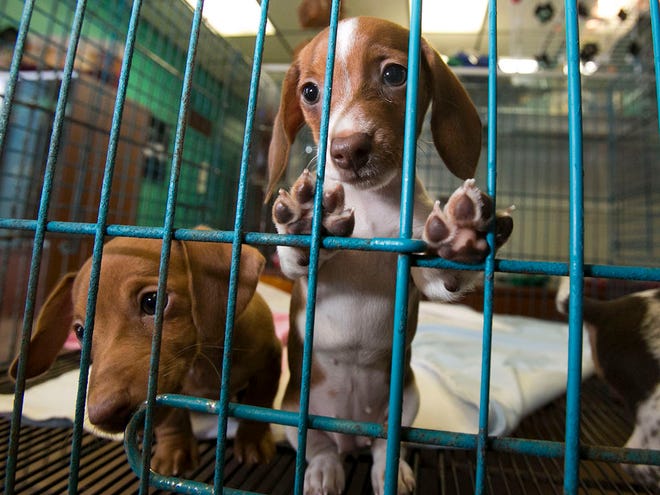 A trio of 9-week-old dappled Dachshund try to get the attention of the photographer while in a baby pen at Pipsqueeks Pets & Grooming, Tuesday afternoon.