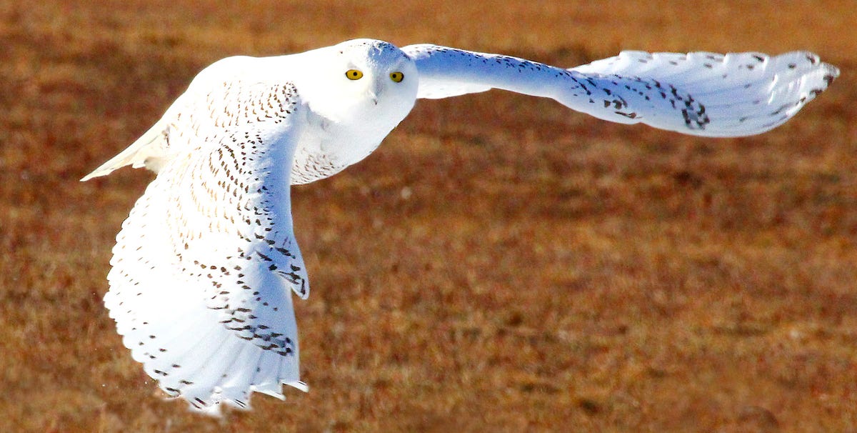 A flurry of snowy owls