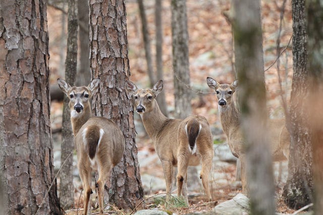 Deer at Pinnacle State Park