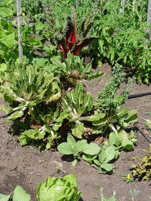Mistake: Food gardens. Greens grow tattered by midsummer as they are harvested by cutting leaves until they bolt and flower. (Maureen Gilmer/MCT)