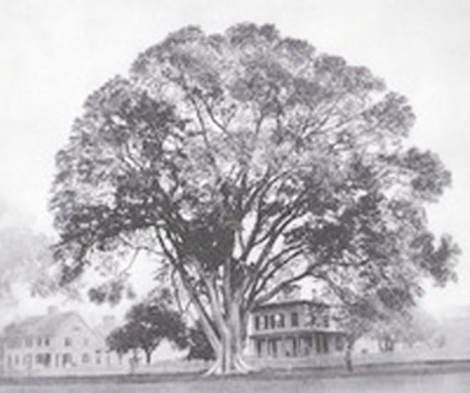 This picture of the Great Elm of Wethersfield, Conn., was rendered from an original photo taken in the 1860s when the tree was most robust. The house under the tree on the right was the home of four generations of the James Smith family, which planted the tree in 1758.