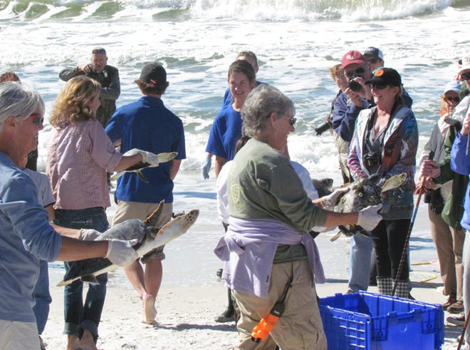A dozen employees from Gulf World released the turtles at the Cape Palms Park on Cape San Blas.