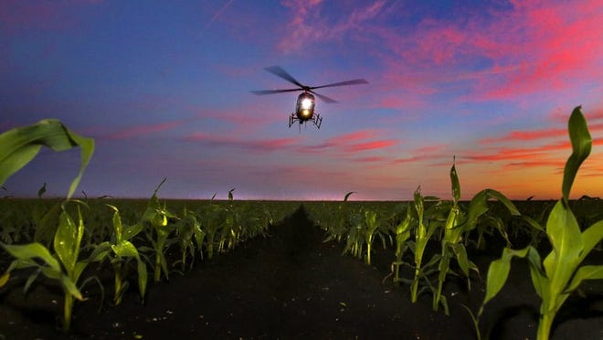 Helicopters fly over Benton Tyson’s field of corn between Belle Glade and Pahokee before dawn Friday morning, January 17, 2014, in an attempt to keep the crops from freezing. (Lannis Waters/The Palm Beach Post)