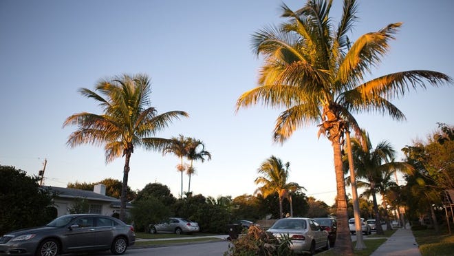 Palm trees line Winters Street in the SoSo neighborhood of West Palm Beach. (Madeline Gray/The Palm Beach Post)