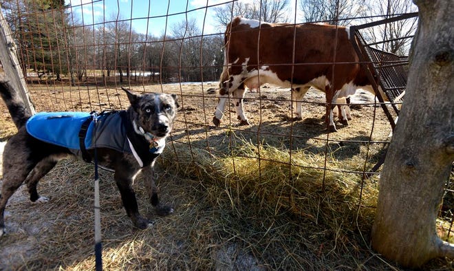 Puddy meets a cow,. The cow was even less impressed.