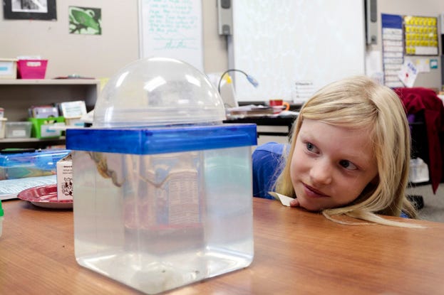 Emma Johnson, 8, observes "Legs," an African Green frog, in Dona Given's third grade classroom at Eli Pinney Elementary School in Dublin. "Legs" is the class pet and students care for the frog daily.