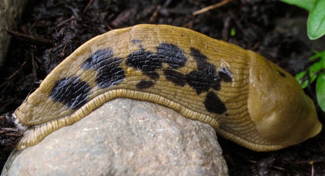 This April 19, 2013 photo shows a Variegated slug on a property at a private residence in Langley, Wash. Slugs are ravenous plant eaters that leave behind slimy trails of destruction. Remove any debris that gives them a place to hide during the day, to prevent their pattern of coming out to feed at night. (AP Photo/Dean Fosdick)