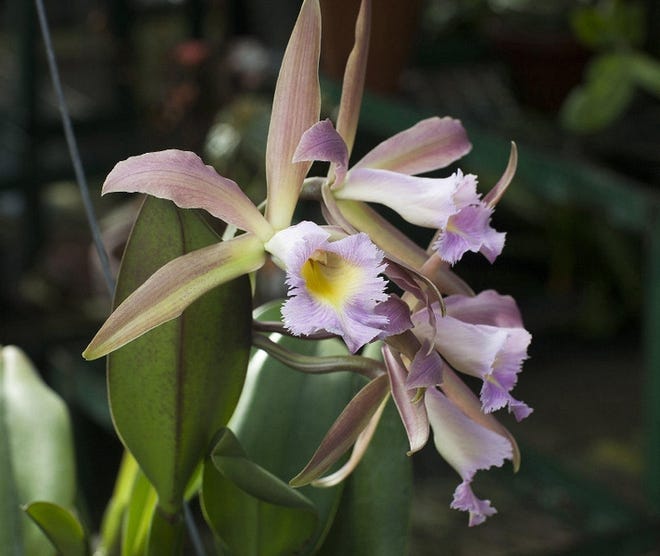A "Lynn Cook" cattleya, an orchid named after the retired nurse-educator.