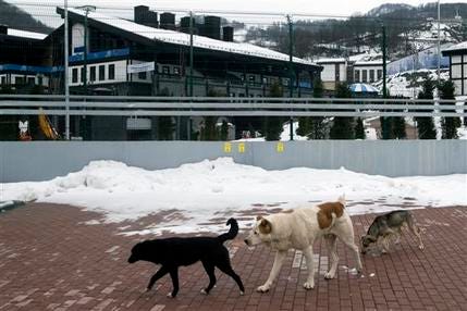 Stray dogs sit outside the Rosa Khutor Extreme Park course, a venue for the snowboarding and freestyle competitions of the 2014 Winter Olympics, in Sochi, Russia, Monday, Feb. 3, 2014.